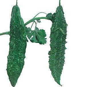 MBTH 101 करेला/Bittergourd (Mahyco) - Farmers Stop