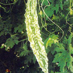 MBTH 102 करेला/Bittergourd (Mahyco) - Farmers Stop