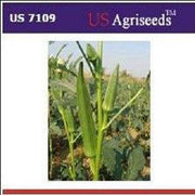 US 7109/यूएस ७१०९ भिंडी/Okra (US Agri Seeds) - Farmers Stop