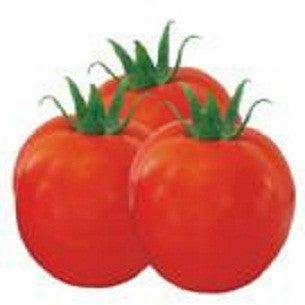 Abhilash/अभिलाष F1 HYBRID Tomato (Seminis) - Farmers Stop