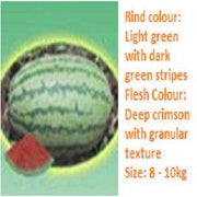 Apporva/अप्पोरवा Watermelon (Seminis) - Farmers Stop