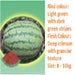 Apporva/अप्पोरवा Watermelon (Seminis) - Farmers Stop