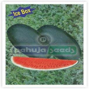 Arun-0035/अरुण -००३५ Ice Box Watermelon (Pahuja) - Farmers Stop