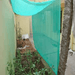 Green Shade Netting/ग्रीन शैड़ नेट (50% & 75%) UV Stabilized - Farmers Stop