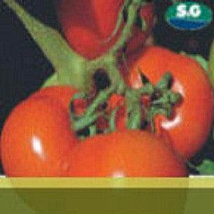 Heemsohna/हीमसोहना Tomato (Syngenta) - Farmers Stop