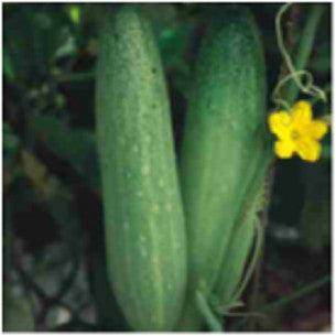 Malini/मालिनी Cucumber (Seminis) - Farmers Stop