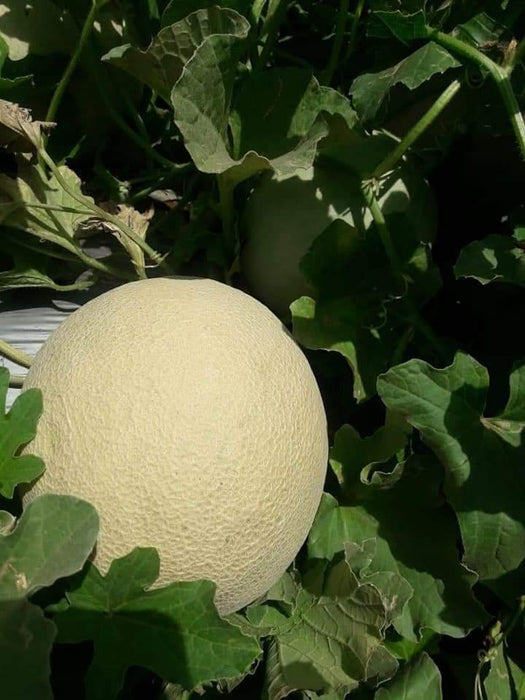 Crispy/क्रिस्पी Hybrid F1 Muskmelon (Konico Seeds) - Farmers Stop