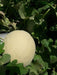 Crispy/क्रिस्पी Hybrid F1 Muskmelon (Konico Seeds) - Farmers Stop
