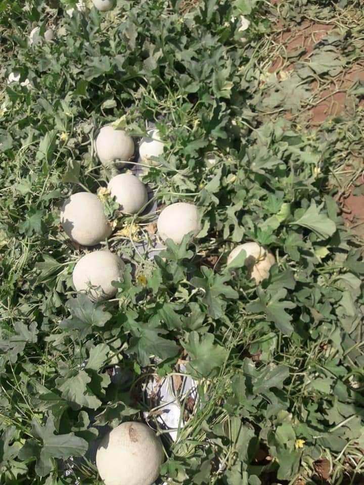 Crispy/क्रिस्पी Hybrid F1 Muskmelon (Konico Seeds) - Farmers Stop