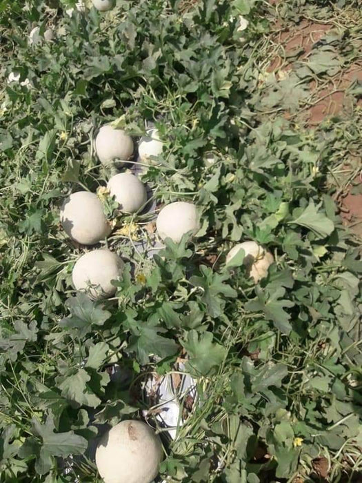 Crispy/क्रिस्पी Hybrid F1 Muskmelon (Konico Seeds) - Farmers Stop