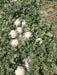 Crispy/क्रिस्पी Hybrid F1 Muskmelon (Konico Seeds) - Farmers Stop