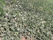 Crispy/क्रिस्पी Hybrid F1 Muskmelon (Konico Seeds) - Farmers Stop