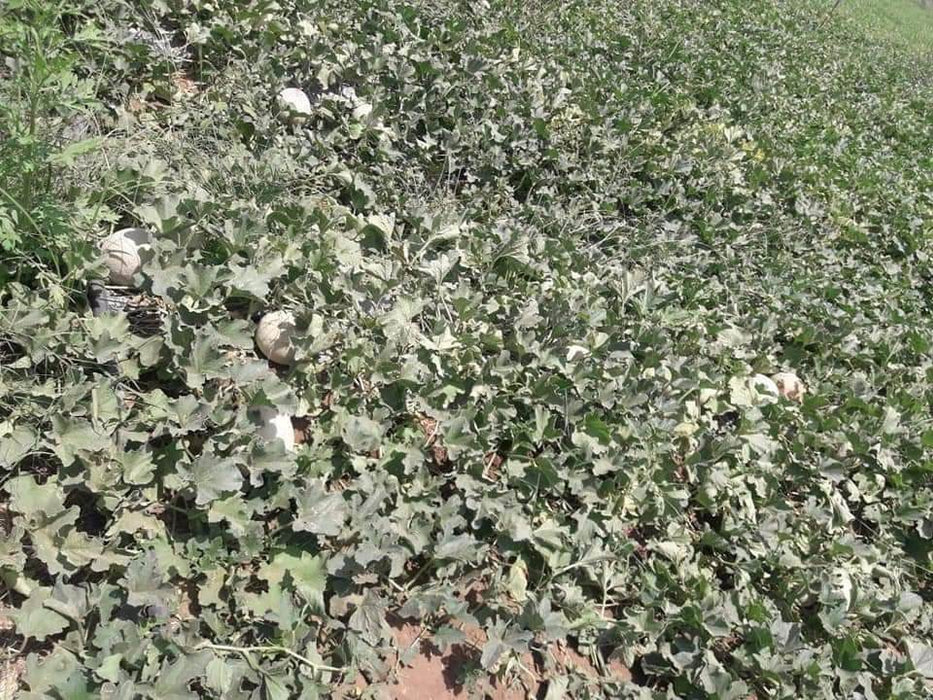 Crispy/क्रिस्पी Hybrid F1 Muskmelon (Konico Seeds) - Farmers Stop