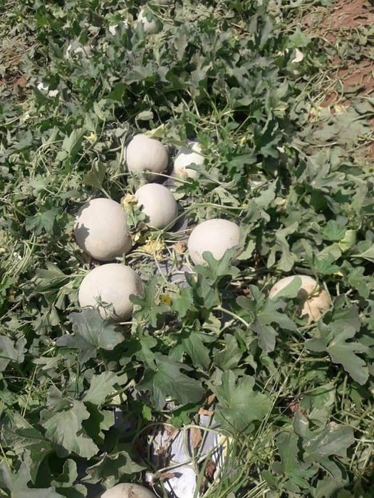 Crispy/क्रिस्पी Hybrid F1 Muskmelon (Konico Seeds) - Farmers Stop
