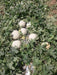 Crispy/क्रिस्पी Hybrid F1 Muskmelon (Konico Seeds) - Farmers Stop