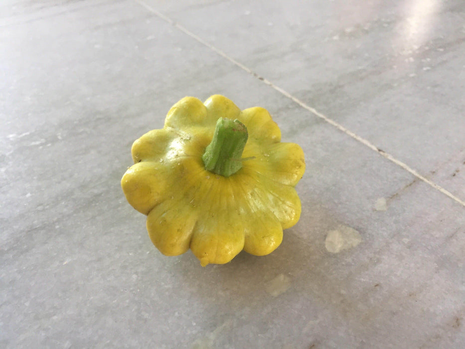 Palak/पलक  F1 Hybrid  Scalloped Squash-Patty Pan (Konico Seeds) - Farmers Stop