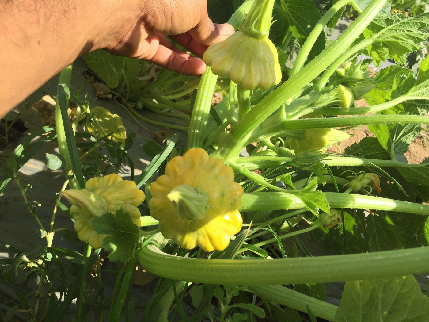Palak/पलक F1 Hybrid Scalloped Squash-Patty Pan (Konico Seeds) - Farmers Stop