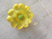 Palak/पलक F1 Hybrid Scalloped Squash-Patty Pan (Konico Seeds) - Farmers Stop