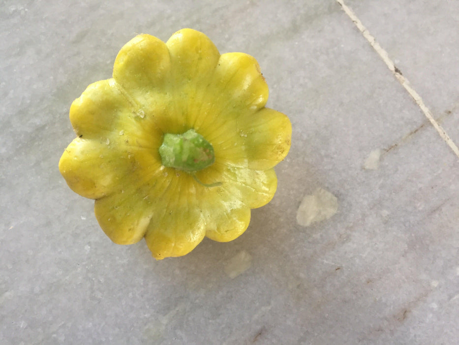 Palak/पलक  F1 Hybrid  Scalloped Squash-Patty Pan (Konico Seeds) - Farmers Stop