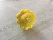 Palak/पलक F1 Hybrid Scalloped Squash-Patty Pan (Konico Seeds) - Farmers Stop