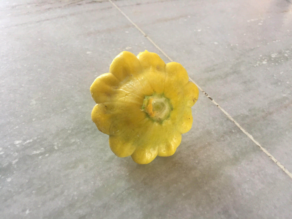 Palak/पलक  F1 Hybrid  Scalloped Squash-Patty Pan (Konico Seeds) - Farmers Stop