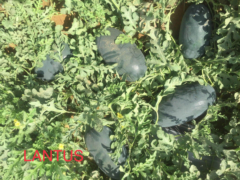 Lantis Seed Lantus Hybrid IceBox Watermelon | Farmers Stop