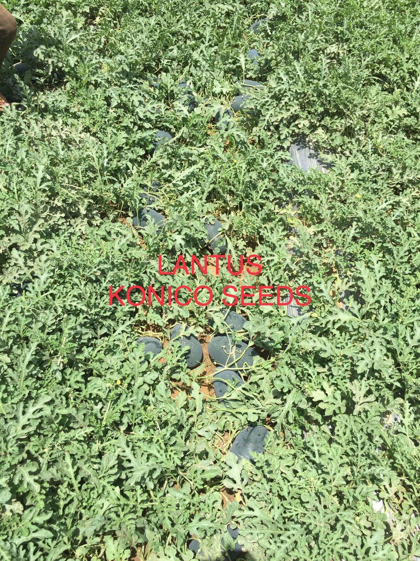 Lantus F1 Hybrid IceBox Watermelon - High-Yield, Disease-Tolerant Fruit Seed | Konico Seeds - Farmers Stop