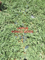Lantus F1 Hybrid IceBox Watermelon - High-Yield, Disease-Tolerant Fruit Seed | Konico Seeds - Farmers Stop