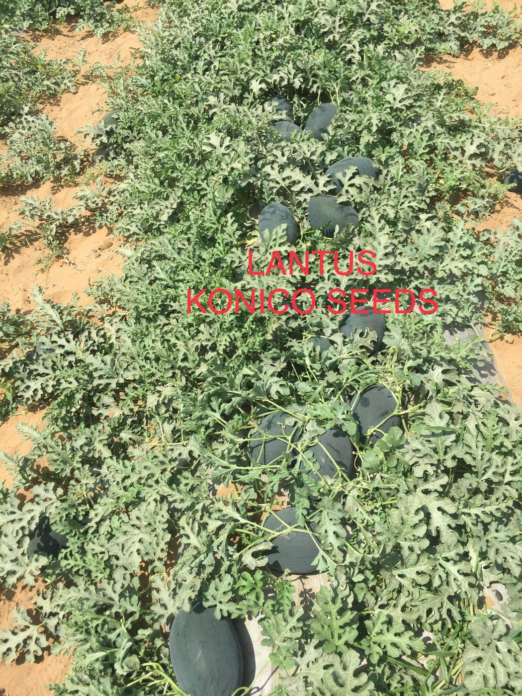 Lantus Hybrid IceBox Watermelon | Farmers Stop