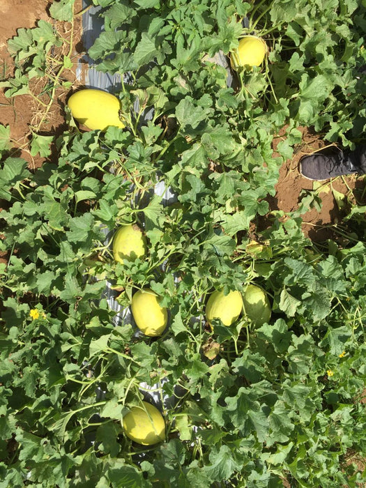 Phoenix/फोनिक्स F1 Hybrid Yellow Muskmelon (Konico Seeds) - Farmers Stop