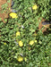 Phoenix/फोनिक्स F1 Hybrid Yellow Muskmelon (Konico Seeds) - Farmers Stop