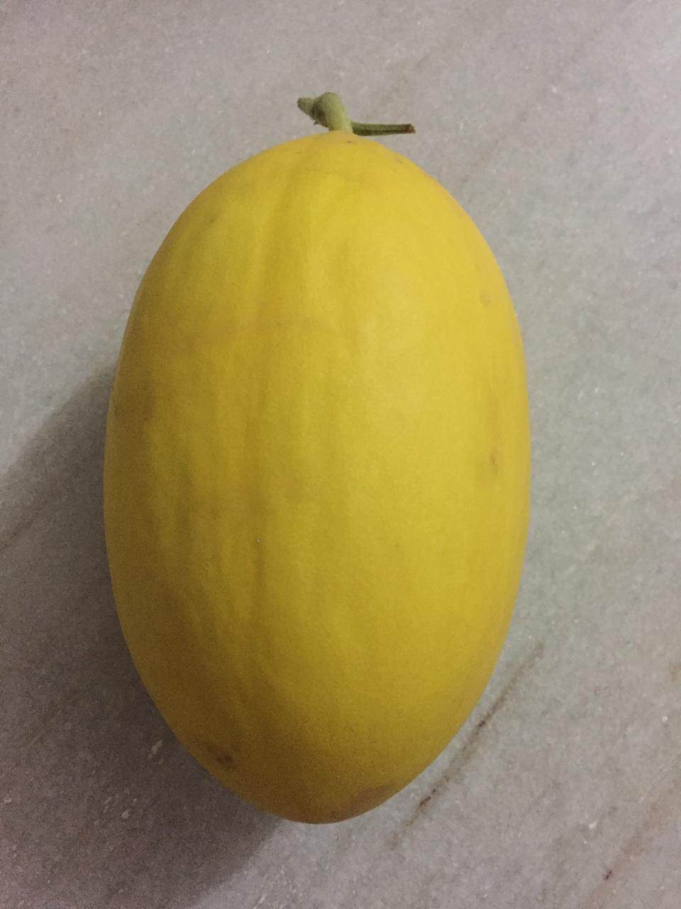 Phoenix/फोनिक्स F1 Hybrid Yellow Muskmelon (Konico Seeds) - Farmers Stop
