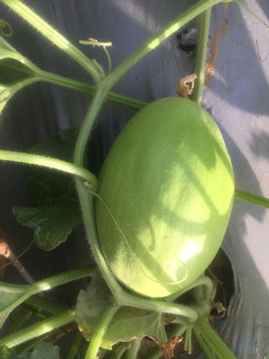 Phoenix/फोनिक्स F1 Hybrid Yellow Muskmelon (Konico Seeds) - Farmers Stop