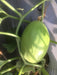 Phoenix/फोनिक्स F1 Hybrid Yellow Muskmelon (Konico Seeds) - Farmers Stop