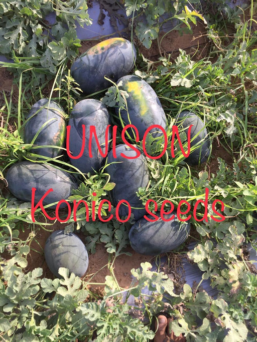 Unison F1 Icebox type Hybrid Watermelon (Konico Seeds) - Farmers Stop