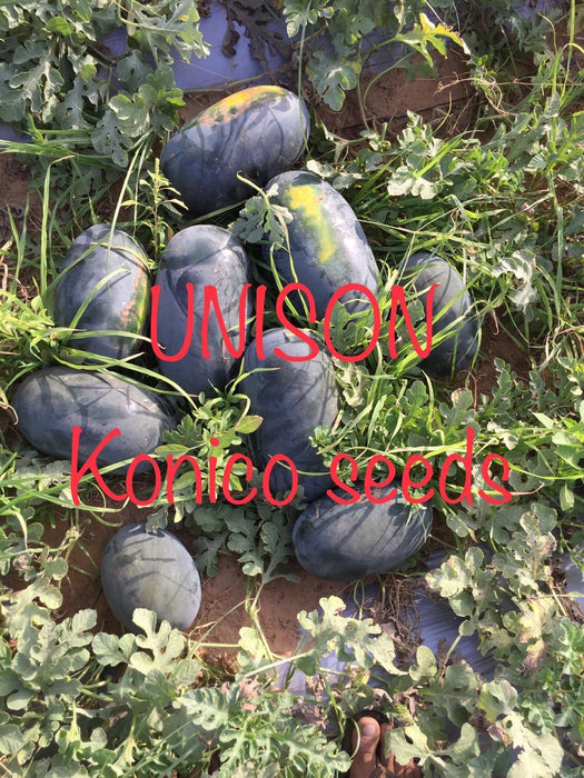 Unison F1 Icebox type Hybrid Watermelon (Konico Seeds) - Farmers Stop