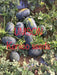 Unison F1 Icebox type Hybrid Watermelon (Konico Seeds) - Farmers Stop