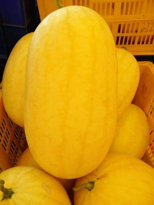 Vishala/विशाला Hybrid Watermelon Ice Box Type-Red Flesh (Known You Seeds) - Farmers Stop