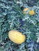 Vishala/विशाला Hybrid Watermelon Ice Box Type-Red Flesh (Known You Seeds) - Farmers Stop