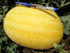 Vishala/विशाला Hybrid Watermelon Ice Box Type-Red Flesh (Known You Seeds) - Farmers Stop