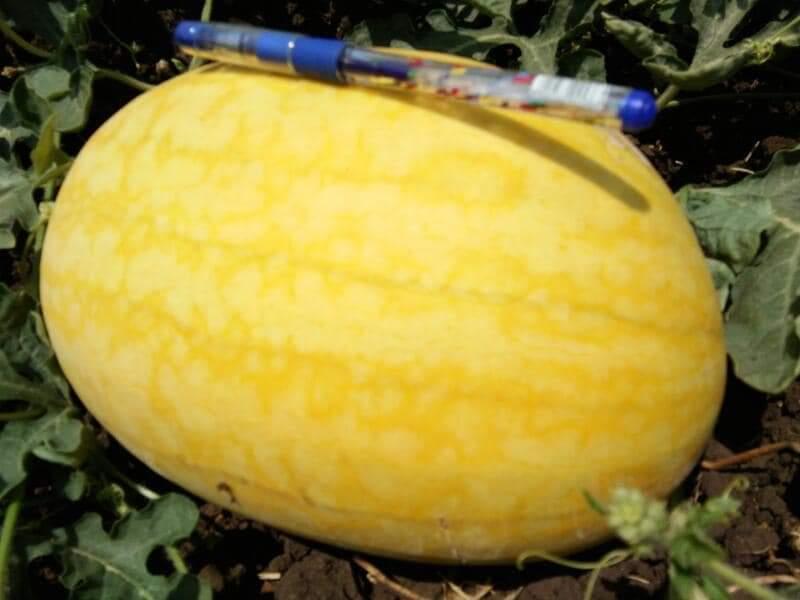 Vishala/विशाला Hybrid Watermelon Ice Box Type-Red Flesh (Known You Seeds) - Farmers Stop