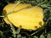 Vishala/विशाला Hybrid Watermelon Ice Box Type-Red Flesh (Known You Seeds) - Farmers Stop