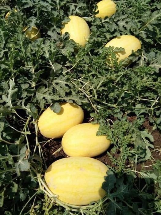 Vishala/विशाला Hybrid Watermelon Ice Box Type-Red Flesh (Known You Seeds) - Farmers Stop
