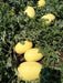 Vishala/विशाला Hybrid Watermelon Ice Box Type-Red Flesh (Known You Seeds) - Farmers Stop