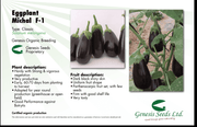 Michal/माइकल Parthenocarpic Eggplant (Genesis Seeds, Isreal) - No Cash on Delivery - Farmers Stop