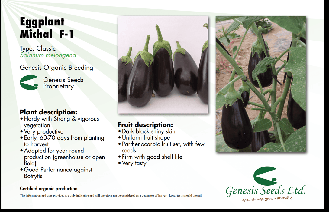 Michal/माइकल Parthenocarpic Eggplant (Genesis Seeds, Isreal)  - No Cash on Delivery - Farmers Stop