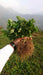 Strawberry Plants - Runner (Farmers Stop) - Farmers Stop