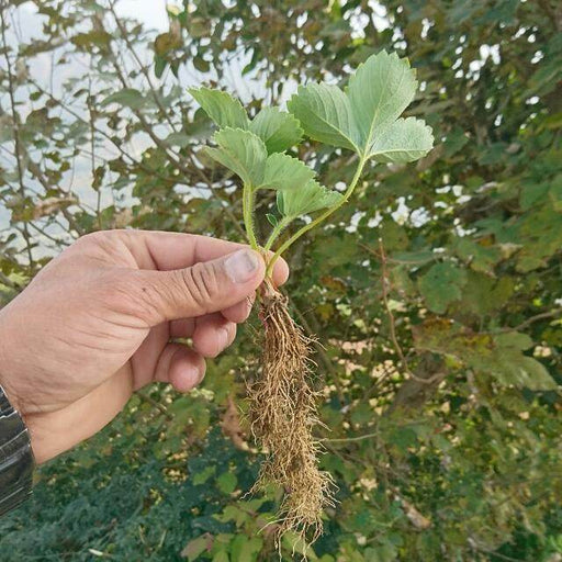 Strawberry Plants - Runner (Farmers Stop) - Farmers Stop