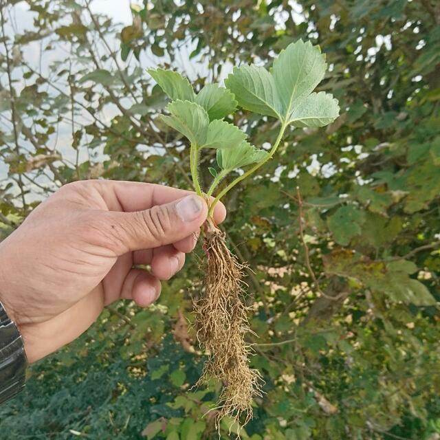 Strawberry Plants - Runner (Farmers Stop) - Farmers Stop