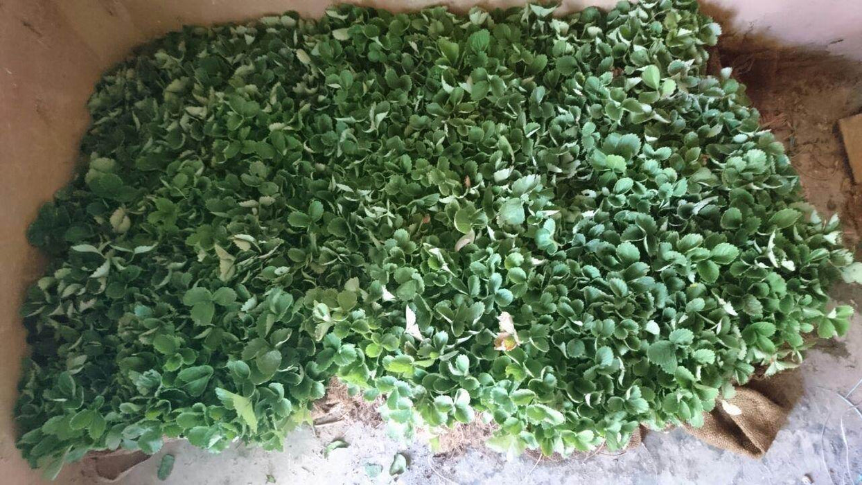Strawberry Plants - Runner (Farmers Stop) - Farmers Stop
